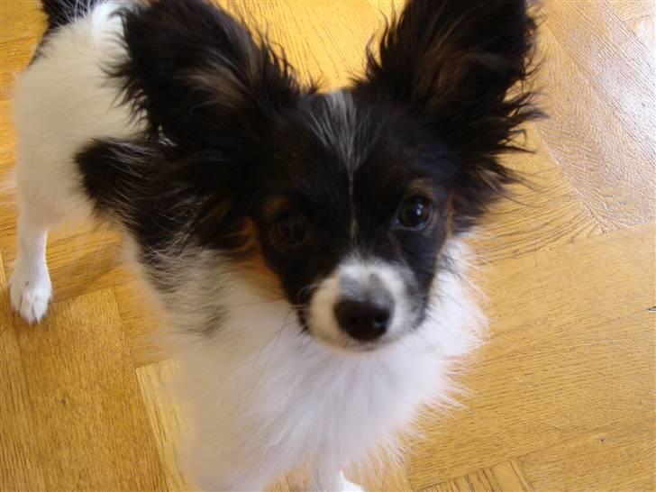 Papillon Valde - Valde billede 6