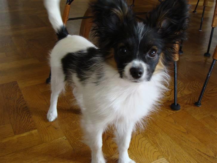 Papillon Valde - Valde billede 7