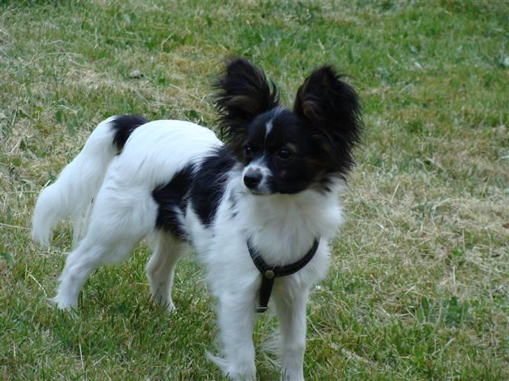 Papillon Valde - Valde billede 8