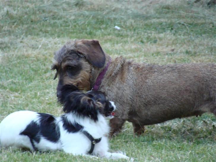 Papillon Valde - Valde & Tilde billede 9