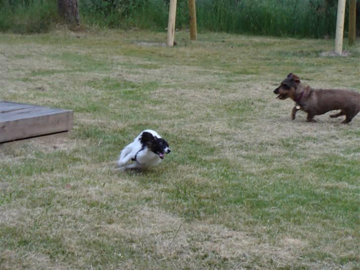 Papillon Valde - Valde bliver jagtet af Tilde billede 10