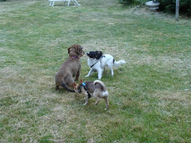 Chihuahua Bailey - Tilde, Valde & Bailey billede 8