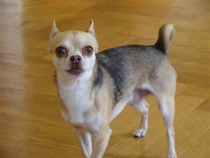 Chihuahua Bailey - Bailey (NYT) billede 9