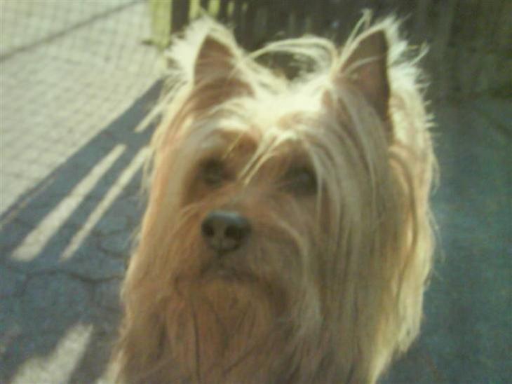 {{currentPhoto.altText}} billede {{currentPhoto.number}}