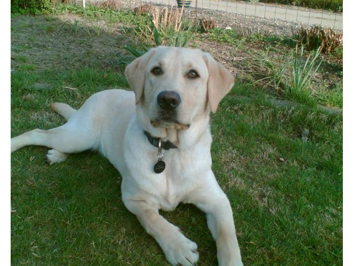 Labrador retriever Taco*R.I.P.* - Velkommen Til *Tacos* profil billede 1