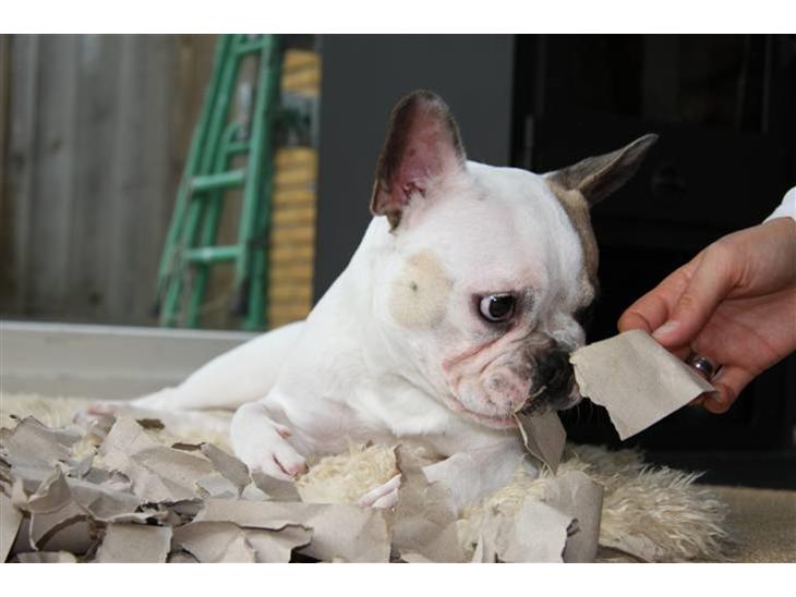 {{currentPhoto.altText}} billede {{currentPhoto.number}}