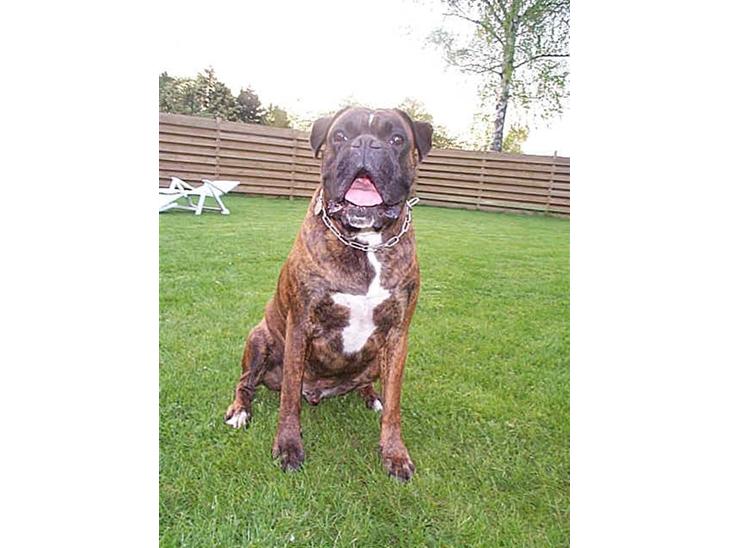 Boxer Exxon  R.I.P. billede 1