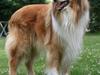 Collie langhåret Tico ( Shellove 'Ly Xenon )