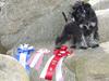 Dvaergschnauzer OFELIA