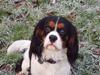Cavalier king charles spaniel GONZO