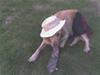 Golden retriever Luffe<3