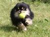 Pomeranian Gizmo