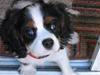 Cavalier king charles spaniel Pjok