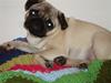 Mops Olga