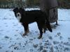 Berner sennenhund Elvis