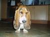 Basset hound Berthaxxx