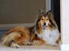 Collie langhåret Nella R.I.P.