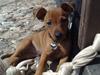 Dvaergpinscher Zille