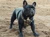 Fransk bulldog Blance Noir´s ~Ymer~