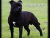 Staffordshire bull terrier Westlund Bob