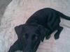 Labrador retriever Futte <3