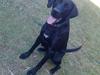 Labrador retriever Fuzzy