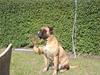 Bullmastiff cleopatra of mastiff. fie R.I.P. [ Himmelhund]