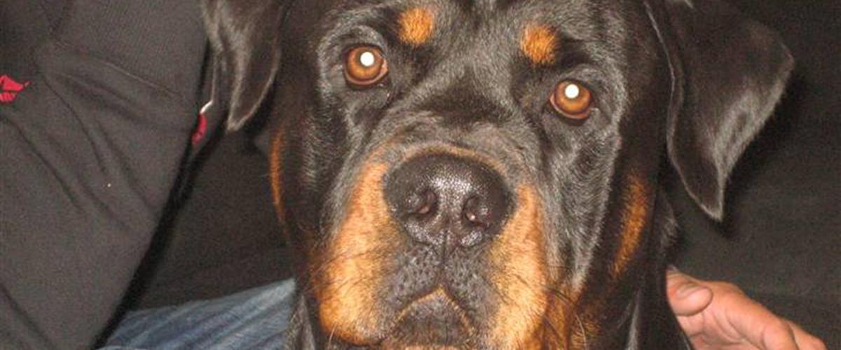 Max The Rottweiler Rottweiler Max - 2008 - han er bare dejlig,sød og som...