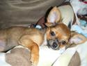 Chihuahua Chanti -fået nyt hjem-