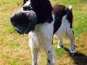 Engelsk springer spaniel "Bellis" - Punakha's Iris
