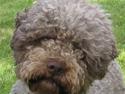 Lagotto romagnolo Alli