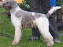 Lagotto romagnolo Tango