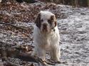 Clumber spaniel Ismo