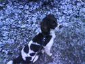Engelsk springer spaniel Lucky<3