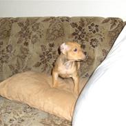 Amerikansk staffordshire terrier Gina