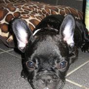 Fransk bulldog Maggie