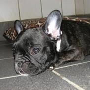 Fransk bulldog Maggie