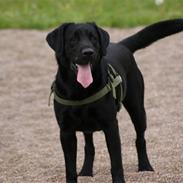 Labrador retriever Odie "Basse"