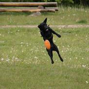 Labrador retriever Odie "Basse"