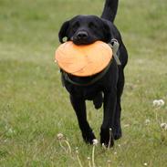 Labrador retriever Odie "Basse"