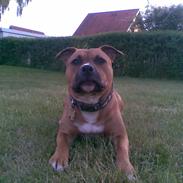 Amerikansk staffordshire terrier Spike