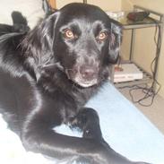 Blanding af racer Saphira