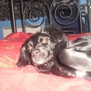 Blanding af racer Saphira