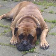 Bullmastiff Herman <3