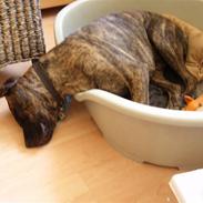 Amerikansk bulldog Tyson