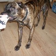 Amerikansk bulldog Tyson