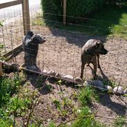 Amerikansk bulldog Tyson