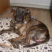 Amerikansk bulldog Tyson