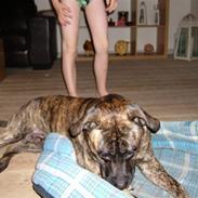 Amerikansk bulldog Tyson