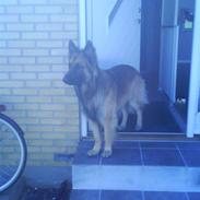 Blanding af racer Jazz